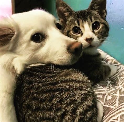 Dog And Cat Love Cute Animal Pictures Cute Cats Dog Cat Pictures