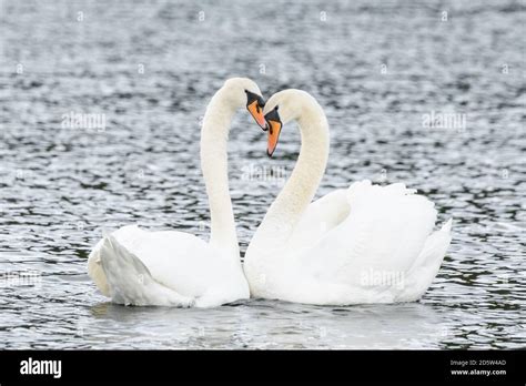 Mute Swan Pair Bonding On A Lake With Their Necks Forming The Heart