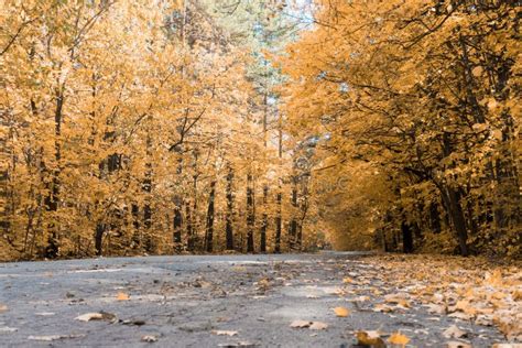 Autumn Golden Trees And Country Asphalt Road Stock Photo Image Of