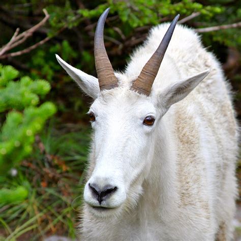 Rocky Mountain Goat Photograph By Karon Melillo Devega Fine Art America