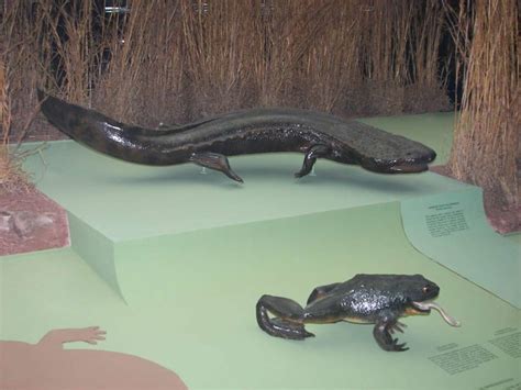 Check out our giant salamander selection for the very best in unique or custom, handmade pieces from our role playing miniatures shops. Museum of Natural History - Japanese Giant Salamander | Flickr