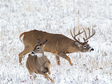 Get 2020 Il Deer Rut Season Calendar Printables Free Blank