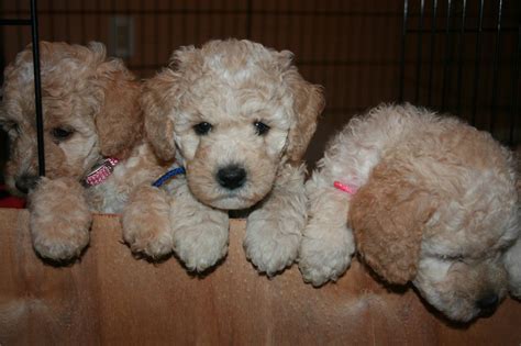 We're proud to be one of the top miniature australian labradoodle breeders serving oregon and northern california. Available Puppies - CALYPSO BREEZE AUSTRALIAN LABRADOODLES ...