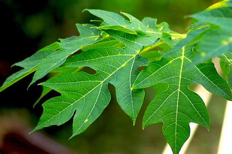 7 Benefits Of Papaya Leaves Herbal Medicine
