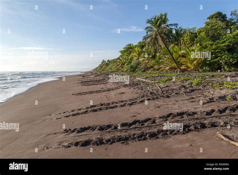 Sea Turtle Tracks On The Beach At Tortuguero National Park In Costa