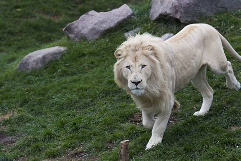 White Lion Male Zoochat