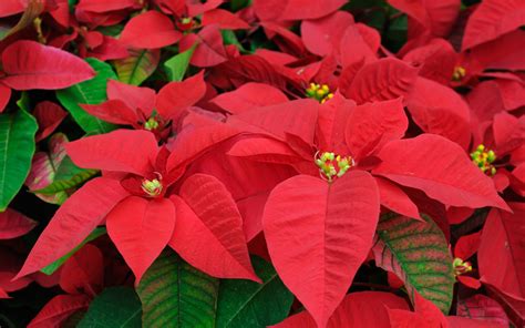 If it feels light, it's time to water. How to Save That Poinsettia and Other Gift Plants