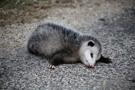 Do Possums Play Dead Death Feigning Assorted Animals