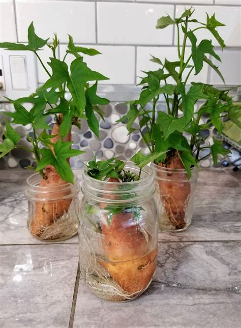 Sprouting Sweet Potatoes Steemit Sprouting Sweet Potatoes Plants