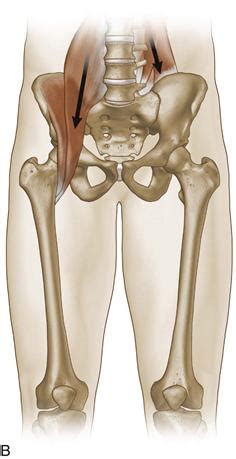 The muscles of the hip and thigh keep your hip joints strong and mighty, allowing for a wide range of hip movements. Soft Tissue Pathology: Bursal, Tendon, and Muscle Diseases ...