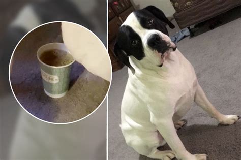 Dog Pees In Cup With Perfect Aim Video New York Post