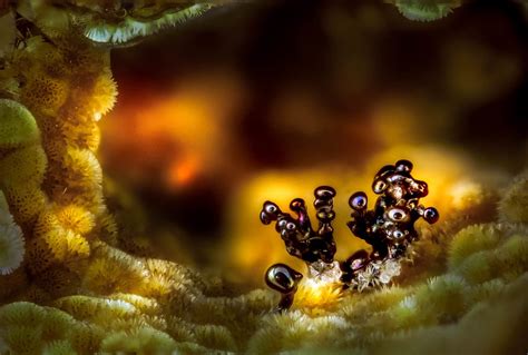 The Worlds Tiniest Wonders Revealed Through Photomicrography Atlas