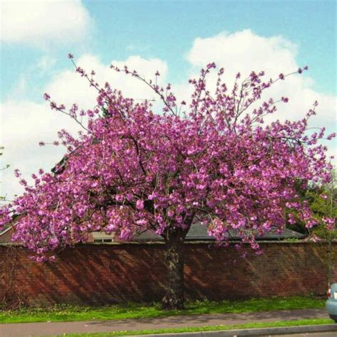 Buy Prunus ‘kanzan Tree Hillier Trees