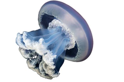 Jellyfish Png Image Png Mart