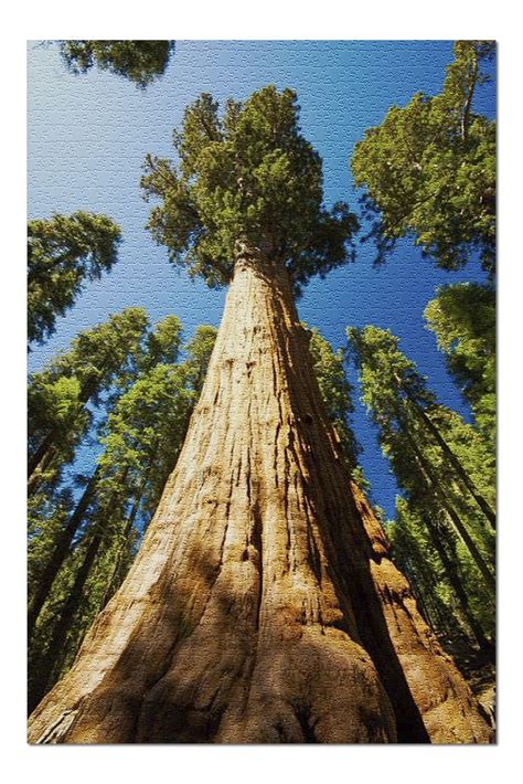 Sequoia National Park California Giant Sequoia Tree 9002929 20x30