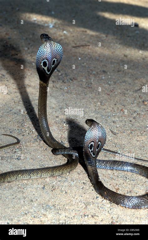 Naja Naja Juvenile Cobras Sri Lanka Stock Photo Alamy