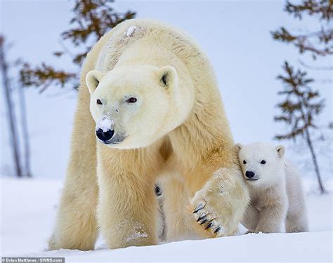 Hi Bear Polar Bear Cub Waves At The Camera As He Larks About In The