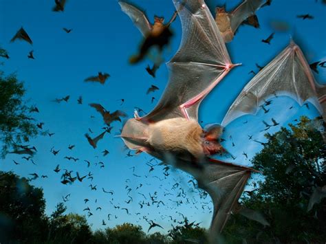 Mexican Free Tailed Bats Texas