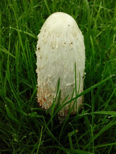 Help Identify Grassland Mushroom Large Images Mushroom Hunting And