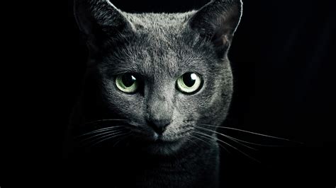 1920x1080 Cat Black Breed 1080p Laptop Full Hd Wallpaper Hd Animals