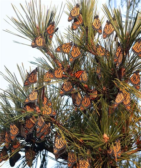 Monarch Butterfly Numbers Up Dramatically This Year Data Show