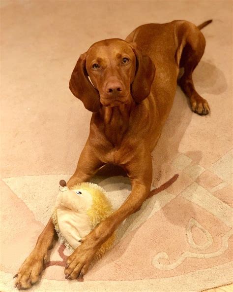 15 Amazing Facts About Vizsla Dogs You Probably Never Knew Page 3 Of