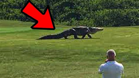 This Giant Alligator Crept Across A Florida Golf Course Then A Guy Told