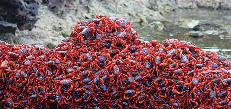 Brand new content as of 6/14/2019 just released on our channel! Watch Christmas Island's annual red crab migration live ...