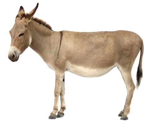 Donkey Png Transparent Image Download Size 676x586px