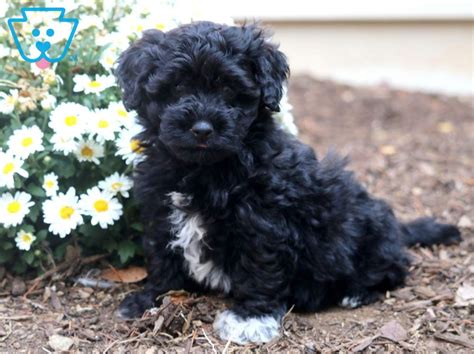Because they tend to be naturally open and friendly, they get along well with children and other pets. Stella | Havapoo puppies, Puppies for sale, Puppies