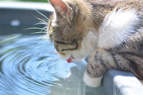 How much water does your cat need a day? - Yarrah.com