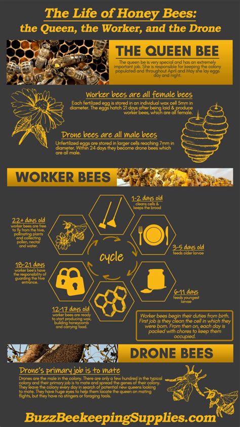 The Life Of Honey Bees The Queen The Worker And The Drone Buzz