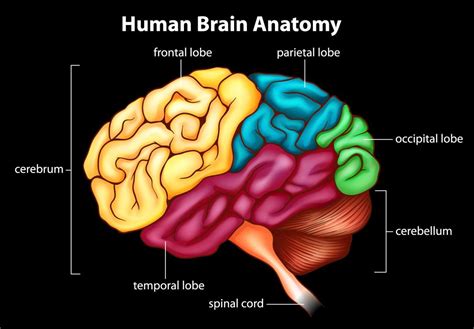What Is The Right Temporal Lobe With Pictures