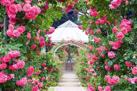 21 Free Pictures Of Rose Garden Ideas To Try This Year Sharonsable