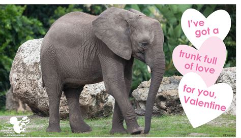 Wildlife Wednesday Animal Valentines Day Cards To Share Disney