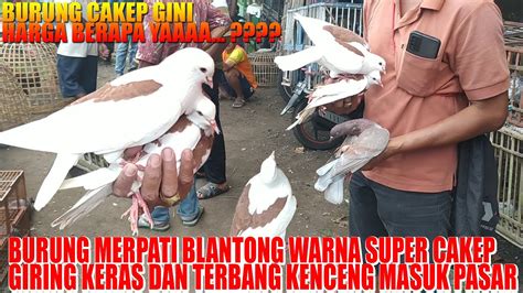 Merpati Blantong Warna Super Cakep Banget Blusukan Grebek Pasar