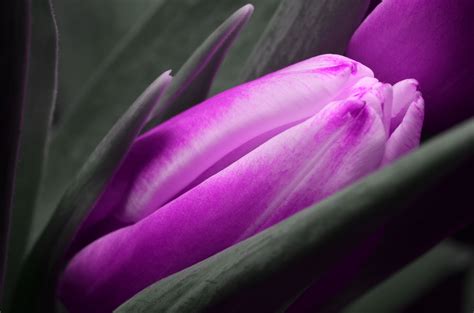 Selective Color Photo Of Purple Petaled Flower Hd Wallpaper Wallpaper