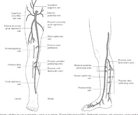 Venous stasis is the main cause by pressure on the veins from the bedding during prolonged hospital stay and aggravated by muscular inactivity. Figure 1 from Lower extremity venous anatomy. | Semantic ...
