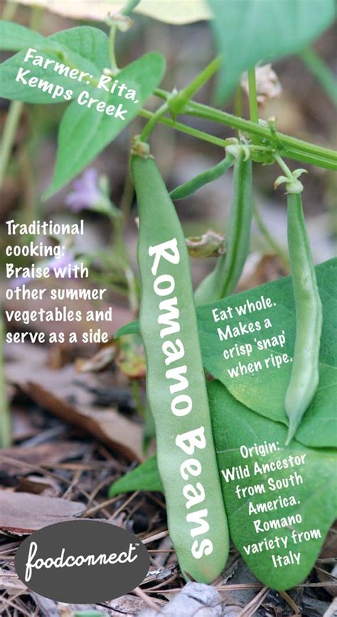 After the seeds are completely dry, store them in a cool, dry place for up to a year. Romano Beans | Green bean seeds, Seeds, Bean seeds
