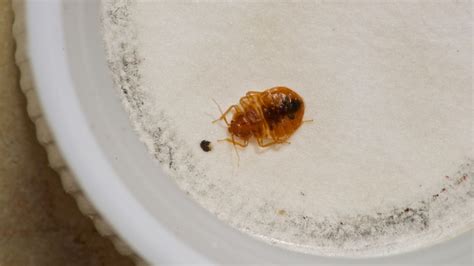 Does Vinegar Repel Bed Bugs What Can I Put On My Body To Prevent Bed
