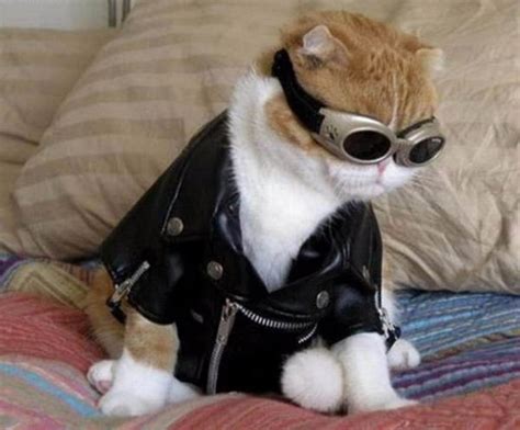 10 Adorable Cats In Costumes That Will Brighten Up Your Day
