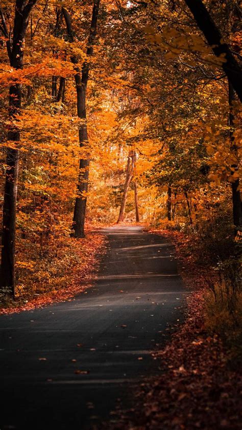 Road Autumn Nature Iphone Wallpaper Iphone Wallpapers