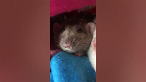 Boggling How Rats Show Theyre Happy Youtube