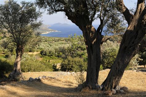 Olive Trees 1 Samos Pictures Greece In Global Geography