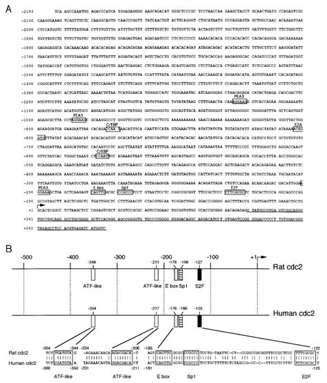 Structural Features Of 5 Flanking Region Of The Rat Cdc2 Gene A