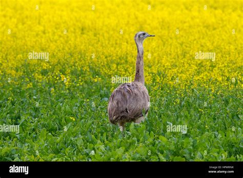 Greater Rhea American Rhea ñandú Rhea Americana Flightless Bird