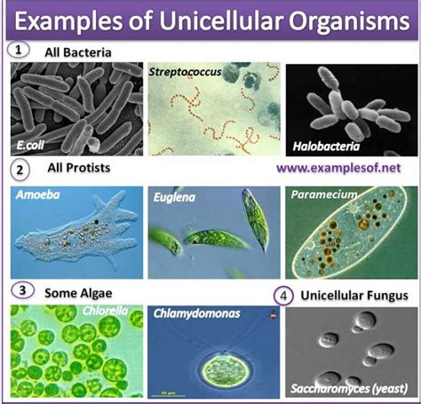 Animal cells are examples of. Unicellular Organisms Biology Material | unicellular ...