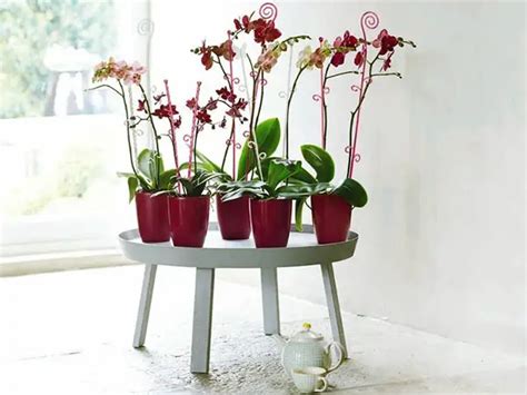 10 Best Orchid Pots For Phalaenopsis Some Diy Ideas At Home
