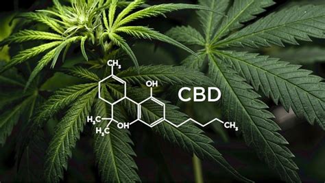 What Is Cbd Fast Buds