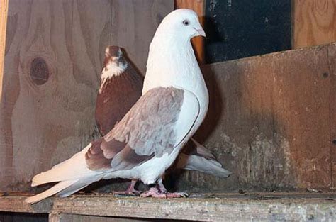 Beautiful Fancy Pigeons Usa And Uk Pigeons Photos ~ Kabootar Baaz